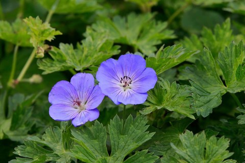 Ashy Cranesbill (Geranium cinereum)