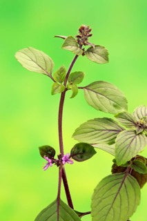 Shrub Basil (Ocimum basilicum) Magic Blue (Magic Blue)
