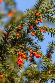 English yew (Taxus baccata)