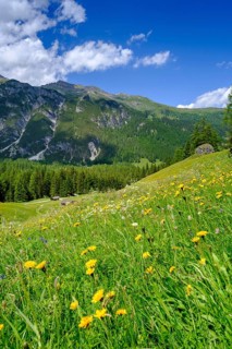 Alpine meadows of the Oberreinsalm
