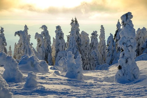 Sunset with snow-covered spruces