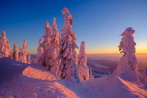 Sunset with snow-covered spruces