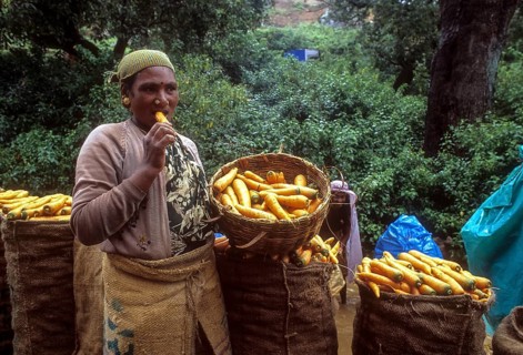 Worker Woman tasting Carrot at Ooty