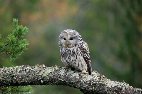 Ural owl (Strix uralensis)