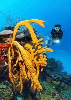 Diver looking at large Scattered Pore Rope Sponge (Aplysina fulva) on coral reef wall