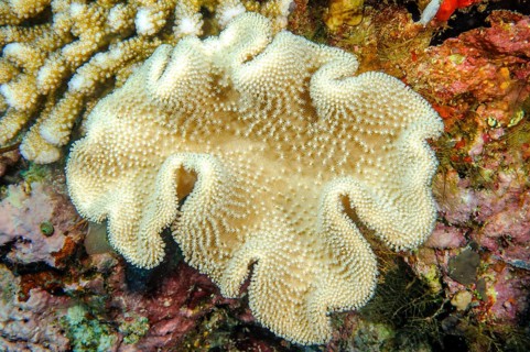 Leather coral (Sarcophyton glaucum)