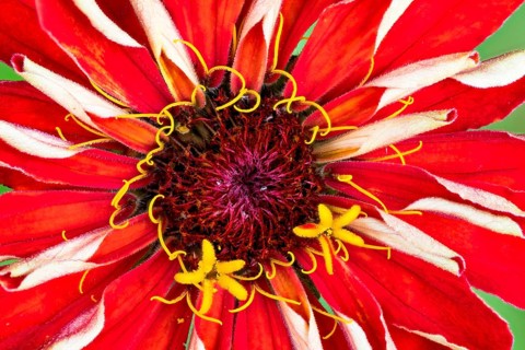 Flower of a Zinnia (Zinnia elegans)