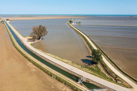 Flooded rice fields in May