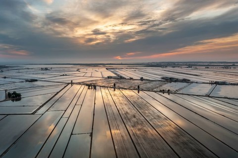 Flooded rice fields in May at daybreak