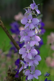 Wild forking larkspur (Consolida regalis)
