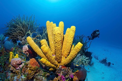 Coral reef with yellow green candle sponge (Aplysina fistularis)