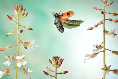 Willow Clytra (Clytra laeviuscula) in flight on the great Enchanter's nightshade (Circaea lutetiana)