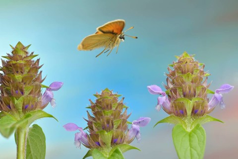 Essex skipper (Thymelicus lineola) in flight at the flower of a Common selfheal (Prunella vulgaris)