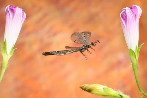 Euroleon nostras (Euroleon nostras) in flight at a (Ipomoea)