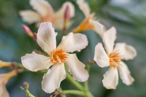 Flower of the Oleander (Nerium oleander)