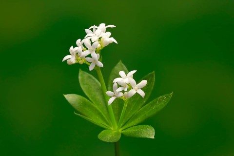 Woodruff (Asperula odorata)