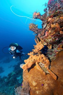 Diver looking at coral reef wall with various Sponge (Porifera) and corals (Anthozoa)