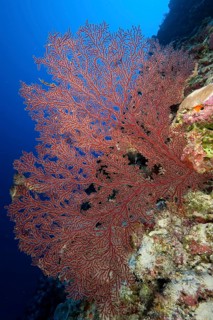 Orange Sea Fan (Acanthogorgia)