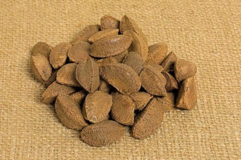 Brazil nut (Bertholletia excelsa)