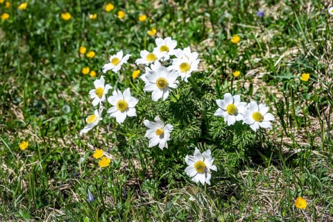 Alpine pasque flower (Pulsatilla alpina) in a meadow