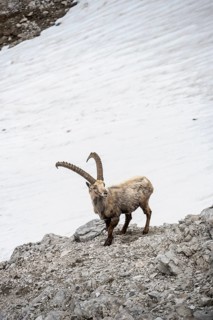 Alpine Ibex (Capra ibex) on a snow field
