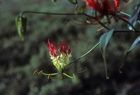 Glory (Gloriosa superba) lily