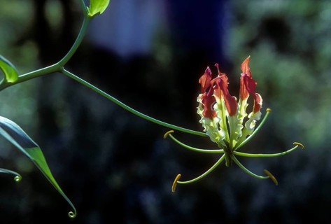 Glory (Gloriosa superba) lily