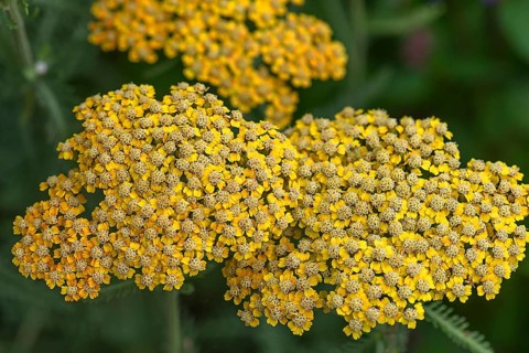 Yarrow (Achillea filipendulina)