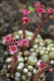 Flowers of Common Houseleek (Sempervivum tectorum)