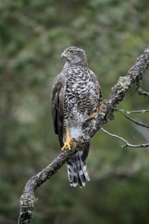 Northern goshawk (Accipiter gentilis)