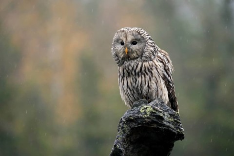 Ural owl (Strix uralensis)
