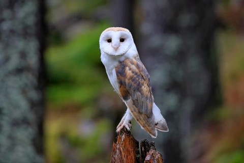 Common barn owl (Tyto alba)