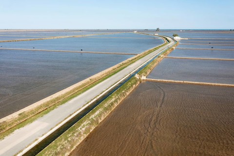 Flooded rice fields in May