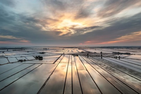Flooded rice fields in May at daybreak