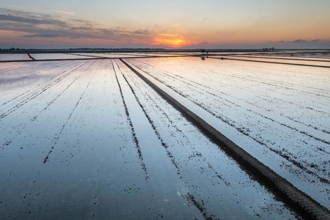Flooded rice fields in May at sunrise