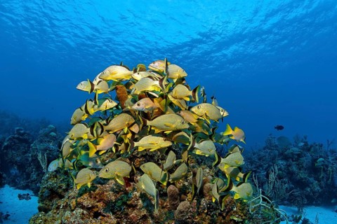 Shoal of blue-striped grunts (Haemulon sciurus)