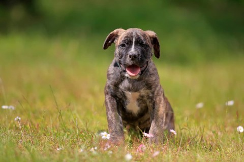 Cane Corso Boxer mix Domestic dog (Canis lupus familiaris)