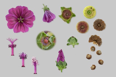 Moroccan wild mallow (Malva sylvestris subsp. subacaulis)