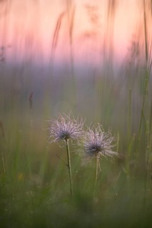 Pasque flower (Pulsatilla vulgaris)