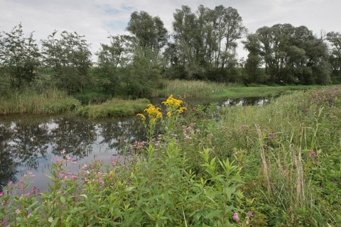 Lower Inn alluvial forest reserve
