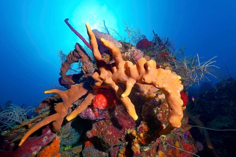 Small coral tower with Brown tube sponge (Agelas conifera) in backlight