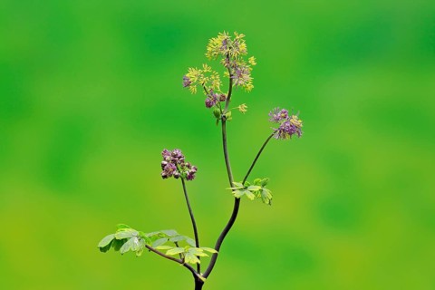 Columbine greater meadow rue (Thalictrum aquilegiifolium)