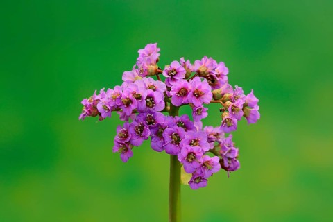 Bergenia