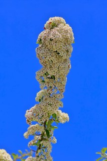 Scarlet firethorn (Pyracantha coccinea)