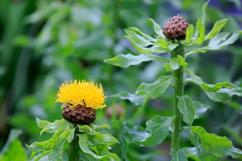 Globe knapweed (Centaurea macrocephala)