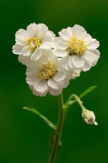 Fine leaved water dropwort (Oenanthe aquatica)
