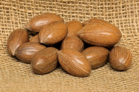Pecan (Carya illinoinensis)
