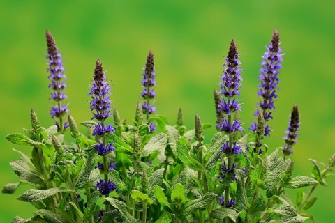 Woodland sage (Salvia nemorosa)