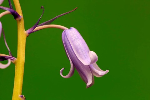 Spanish bluebell (Hyacinthoides hispanica)