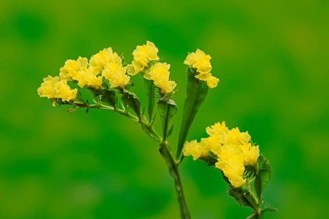 Sea Lavender (Limonium)